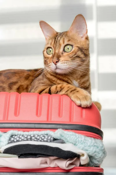 Ginger Cat Lies Suitcase Full Clothes Things Rest Summer Travel — Foto de Stock