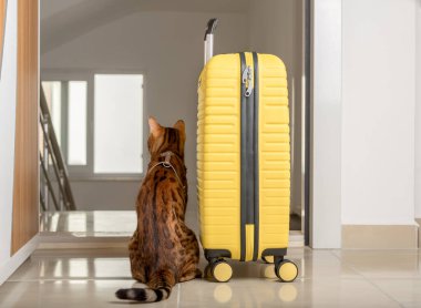 Şirin bir kedi valizin yanında oturur ve açık kapıdan dışarı bakar. Hayvanlarla seyahat etmek..