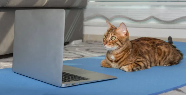 Domestic Cat Doing Yoga Mat Laptop Apartment — Foto de Stock