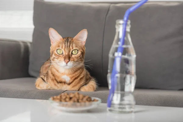 Cute bengal cat with food and water resting on the sofa at home. Selective focus.