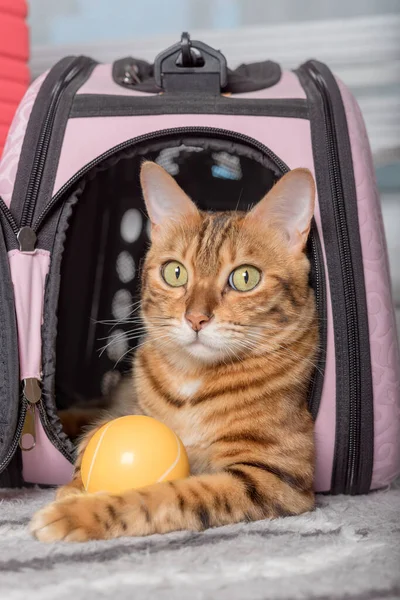 Bengal cat with a ball in a soft carrying bag. Close-up.