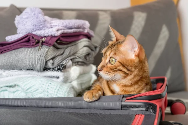 Domestic cat sits in a suitcase with clothes. Close-up.