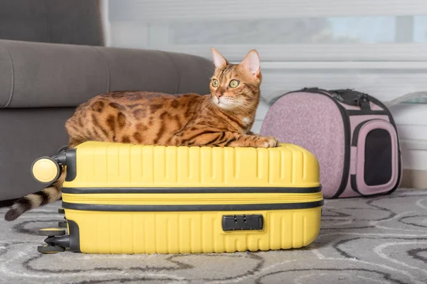 Cute bengal cat, suitcase and pet carrier indoors. Traveling with a pet.