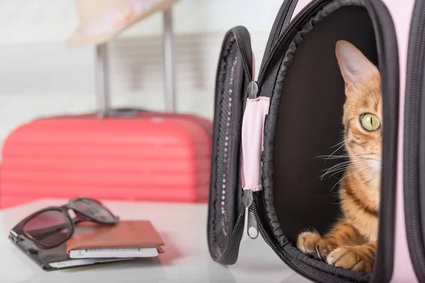 The cat sits in a carrying bag and waits for a trip. Traveling with pets.