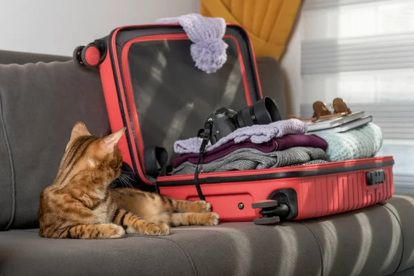 Domestic Cat Next Suitcase Sofa Vacation Trip — Zdjęcie stockowe