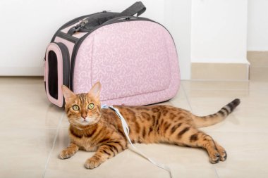 Bengal kedisi tasmalı, yanında bir çanta, yürümeyi bekliyor..