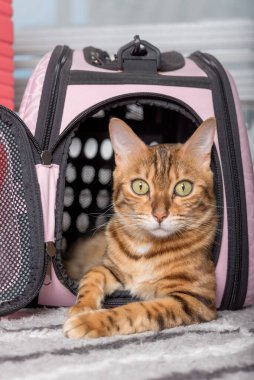 Yumuşak bir çantada Bengal kedisi. Yakın plan..