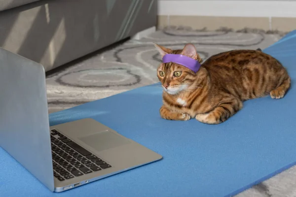 Domestic Cat Doing Yoga Mat Laptop Apartment —  Fotos de Stock