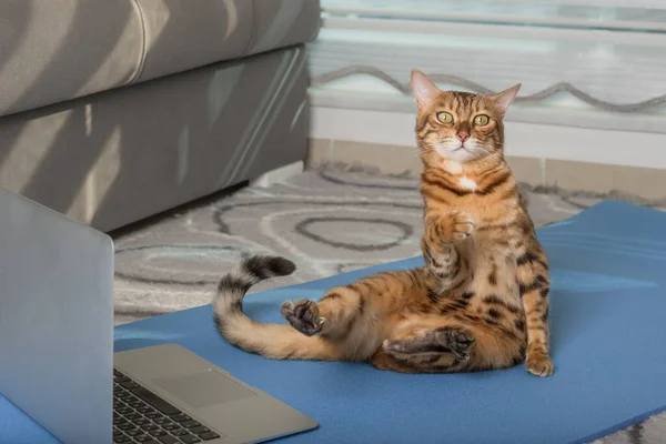 Domestic Cat Doing Yoga Mat Laptop Apartment — Φωτογραφία Αρχείου