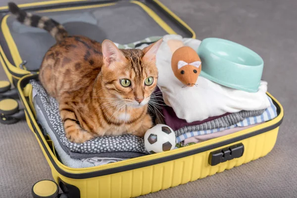 A beautiful cat sits in a travel suitcase with things inside. Take me on vacation with you.