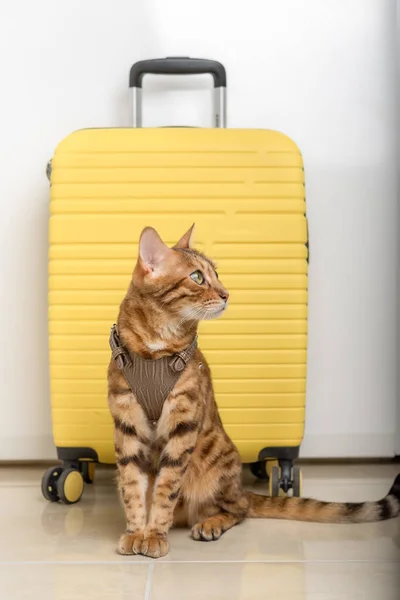 Bengal cat in a harness and a yellow suitcase. Vertical shot.