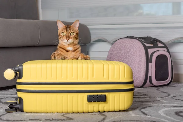 Cute Bengal Cat Suitcase Pet Carrier Indoors Traveling Pet — Stock Fotó