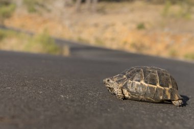 Güneşli bir günde küçük bir kara kaplumbağası karşıdan karşıya geçer..