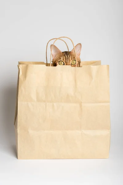 Cute Bengal Cat Peeks Out Paper Bag White Background Studio — Foto de Stock