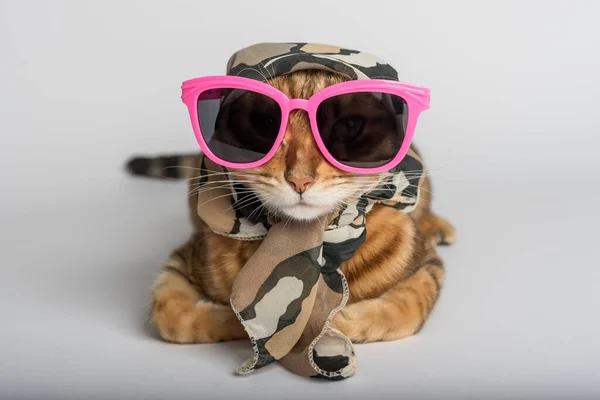 A fashionable cat in funny glasses and a scarf sits on a white background. Bengal cat in clothes for a stylish article.