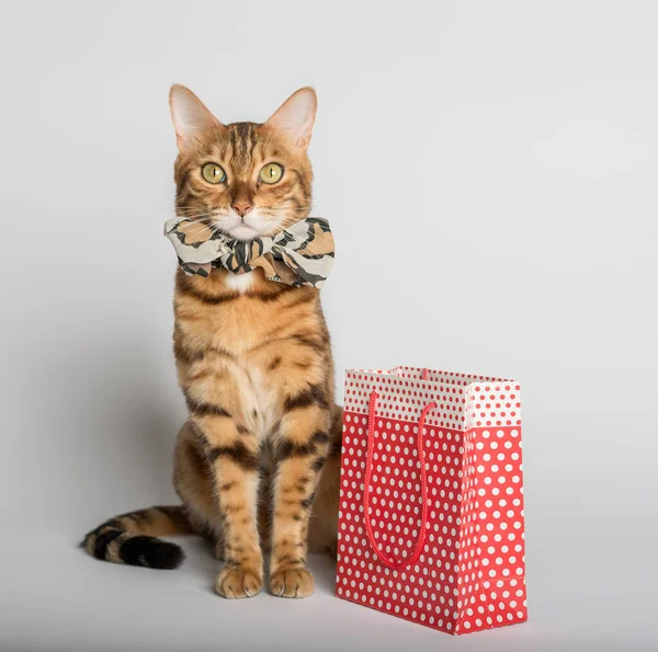 Cute Bengal Cat Red Shopping Bag White Background — Stock Fotó