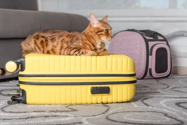 Cute bengal cat, suitcase and pet carrier indoors. Traveling with a pet.