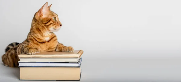 Smart Bengal cat and books on a white background. Preparation for school.