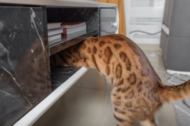 Komik evcil kedi TV standına tırmandı..