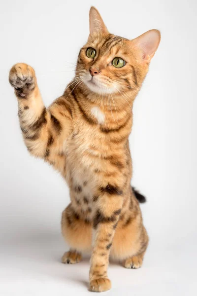 Bengal Cat Raised Paw White Background Vertical Shot — Stockfoto