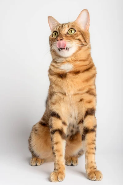 Licking Bengal Cat Full Length White Background Vertical Shot — стоковое фото