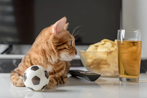 Red cat with a ball, a plate of chips and beer in front of the TV. Cozy home evening in front of the TV.