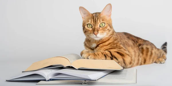 Smart Bengal cat and books on a white background. Preparation for school.