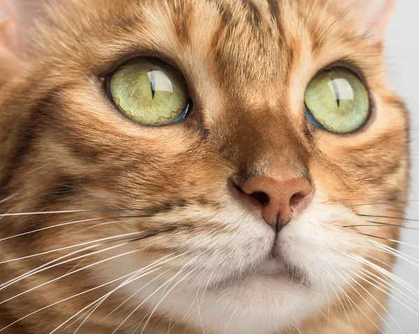 Muzzle Female Bengal Cat Close Macro Portrait Pet — Stockfoto
