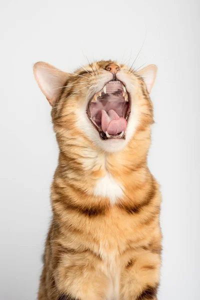 Beyaz Arka Planda Esnemiş Bengal Kedisi Dikey Çekim — Stok fotoğraf