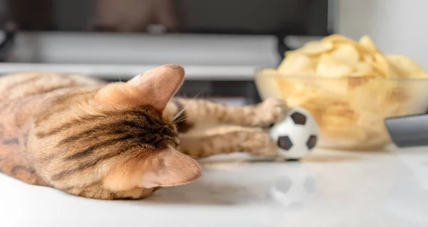 Bengal cat plays with a small soccer ball in front of the TV.