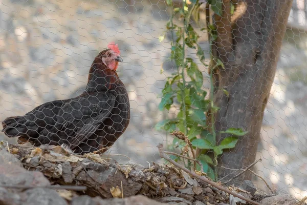 Black chicken behind a fence on a farm in a mountainous area in Turkey