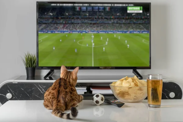 Domestic cat, a bowl of chips and beer on the background of the TV. Evening cozy watching a football match.