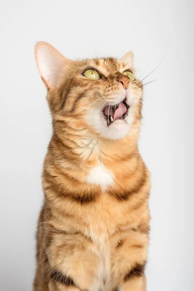 Yawning Bengal Cat White Background Vertical Shot — стоковое фото