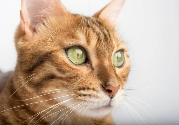 Muzzle Female Bengal Cat Close Macro Portrait Pet — Stockfoto