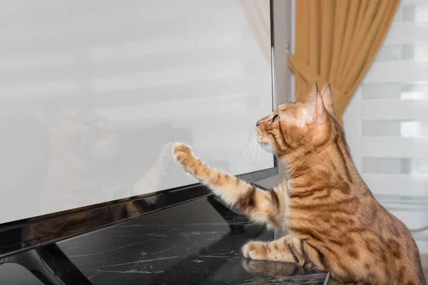 Bengal kedisi oturma odasında televizyon izliyor. Eklenecek yer.