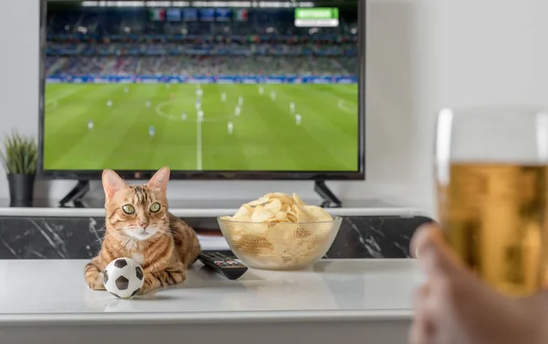 Domestic cat, a bowl of chips and beer on the background of the TV. Evening cozy watching a football match.