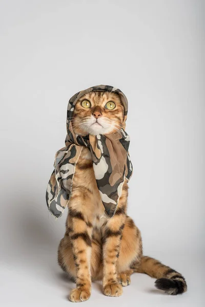 Funny Bengal Cat Silk Scarf White Background — Foto de Stock