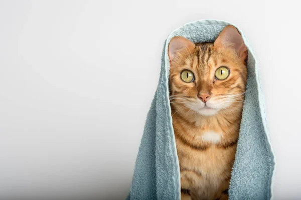 Bengal Cat Wrapped Blue Towel White Background Copy Space — 图库照片