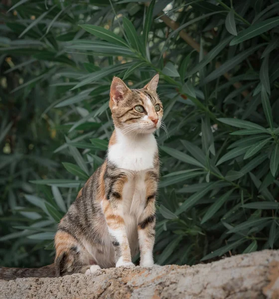 Portrait Female Cat Background Nature Park — Stock Fotó