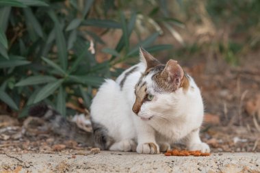 Homeless cat eats food on the street. Help homeless animals.