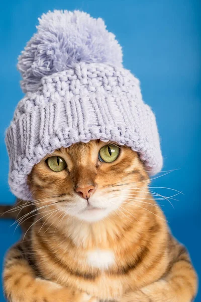 Portrait of a Bengal cat in a knitted hat on a blue background. Vertical shot.
