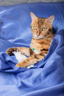 A cat with a thermometer is sick with a cold, flu, fever in bed. Home treatment concept.