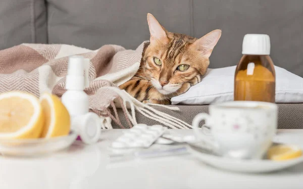 A sick cat lies on the couch, wrapped in a blanket. Bengal cat with flu or cold symptoms being treated at home. Winter cold and flu concept.