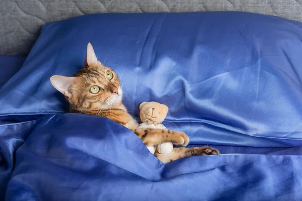 A cute domestic cat hugs a teddy bear in bed.
