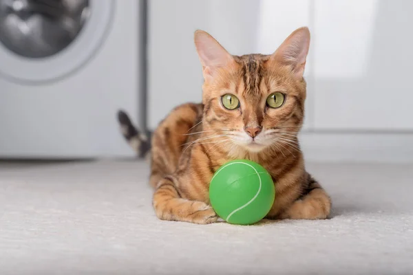 Bengal cat plays with a ball on the floor. Playing cat.