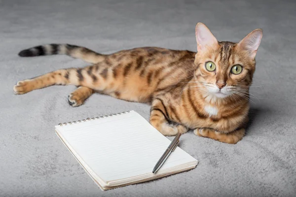Bengal cat sits next to a white notepad and pen. Copy space.