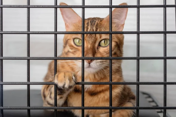 The muzzle of a sad red cat is visible through the bars of a pet shelter.