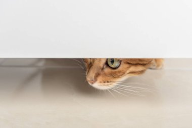 A red cat with green eyes peeks through the open door. Copy space.
