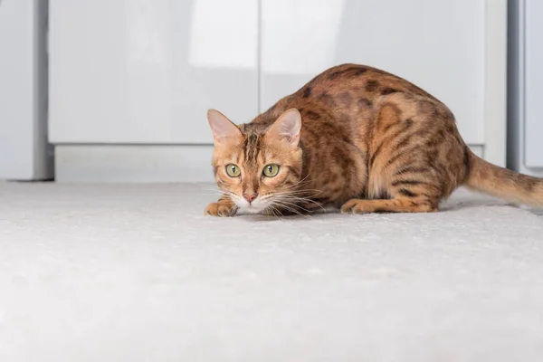 An adult Bengal cat plays on a carpet on the floor. Leisure for pets.