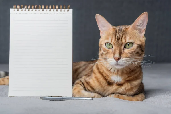 Bengal cat sits next to a white notepad and pen. Copy space.